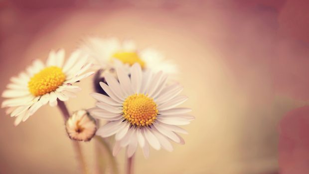 Lovely daisy wallpaper hd wallpapers.