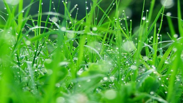 Lush Grass Wallpapers HD 1920x1080.