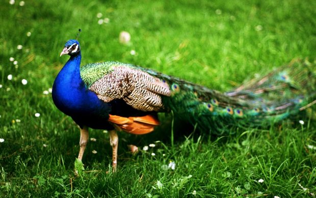 Most Beautiful Bird In India Peacock Wallpaper.