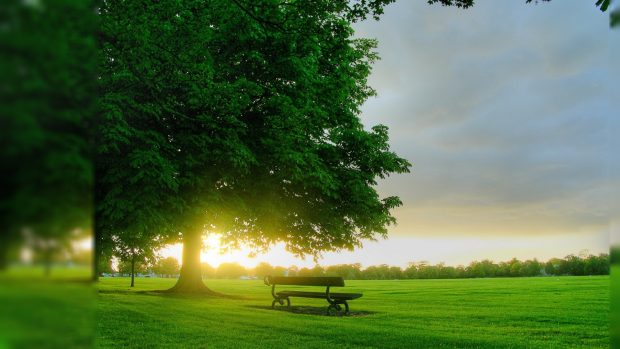 Nature Background.