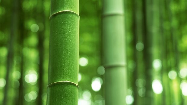 Nature Bamboo Backgrounds.