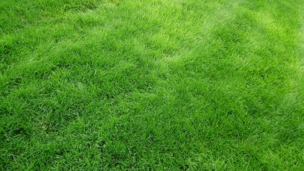 Nature HD Wallpaper Grass.