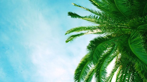 Nature Palm Tree Backgrounds.