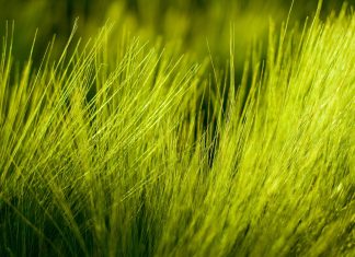 Nature Plants HD Wallpaper Grass.