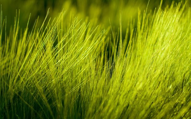 Nature Plants HD Wallpaper Grass.