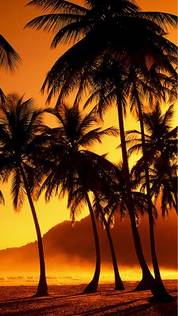 Palm Trees at Beach