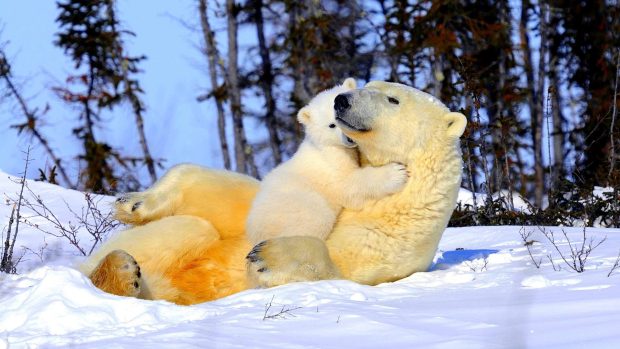 Newborn polar Bear wallpaper hd.