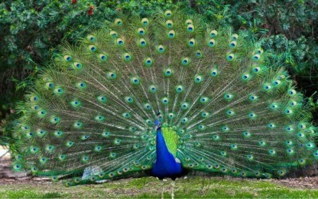 Nice Peacock images Free Download.