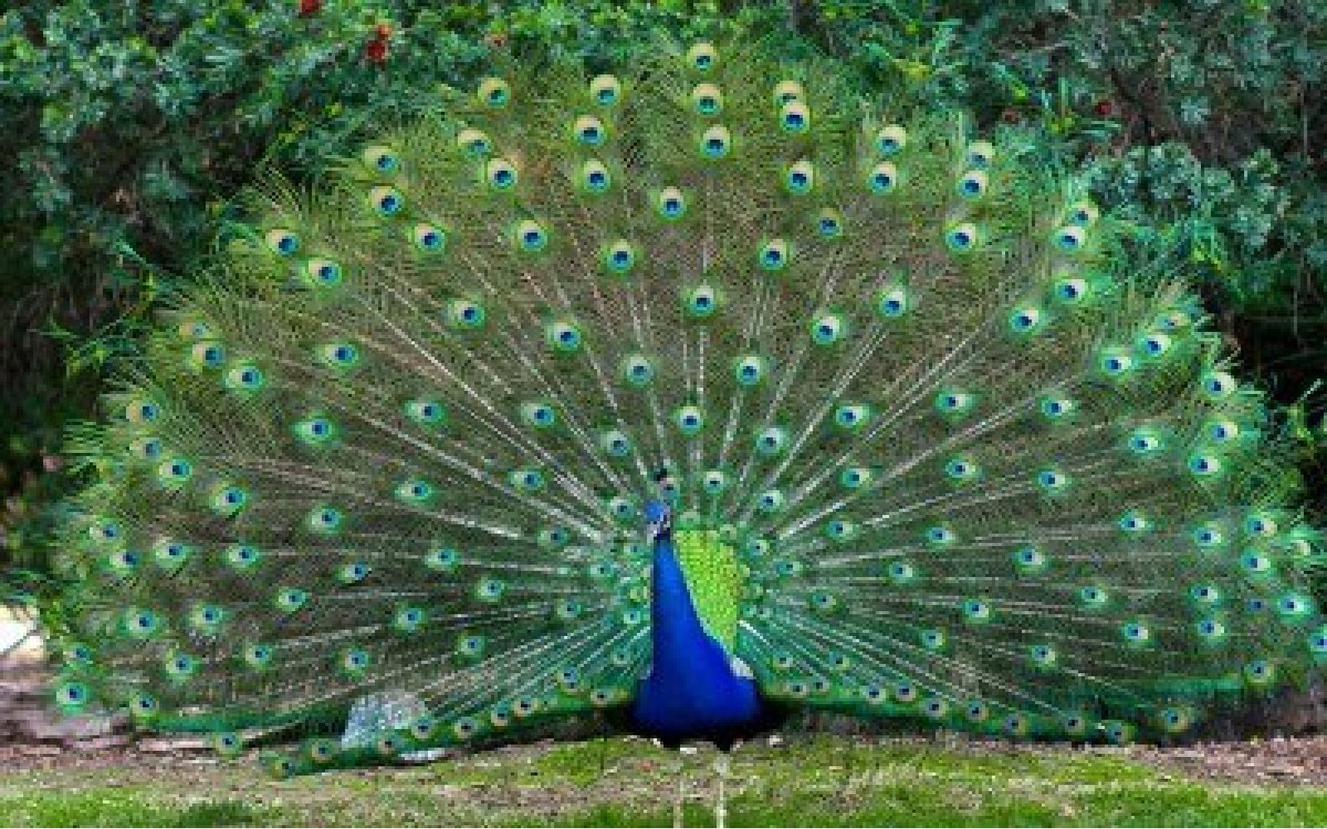 Peacock Backgrounds Free | PixelsTalk.Net