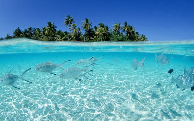 Ocean island view underwater backgrounds.