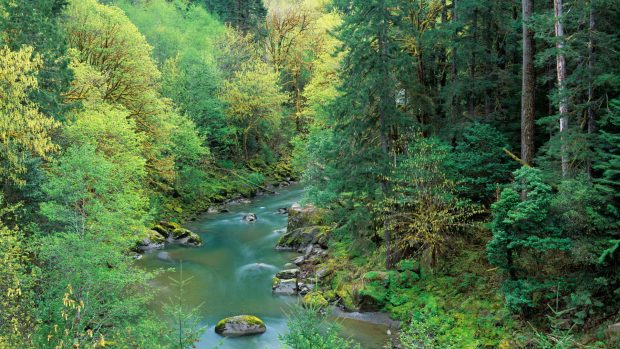 Oregon forest stock photos 1920x1080 wallpapers.