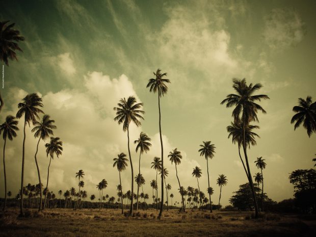 Palm Tree Backgrounds.