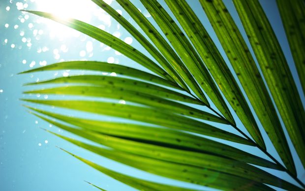 Palm leaf macro wallpaper hd wallpapers.