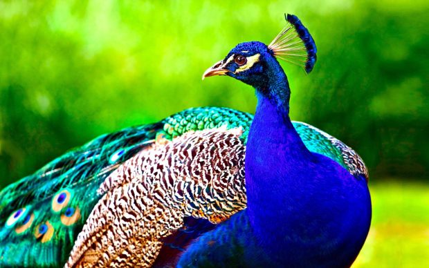 Peacock Backgrounds Free.