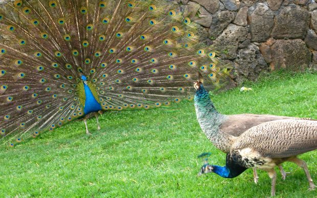 Peacock Pictures Images Photos.