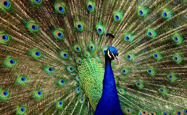 Peacock Wallpapers HD Free Download.
