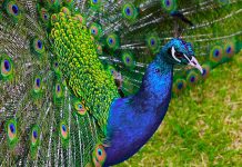 Peacock background hd wallpaper.