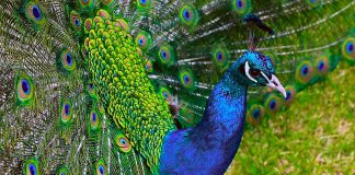 Peacock background hd wallpaper.