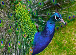 Peacock background hd wallpaper.