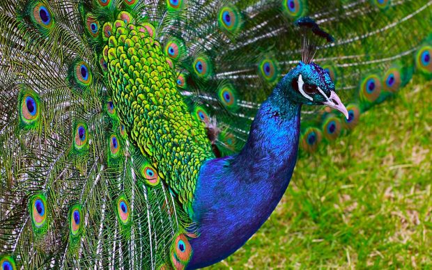 Peacock background hd wallpaper.