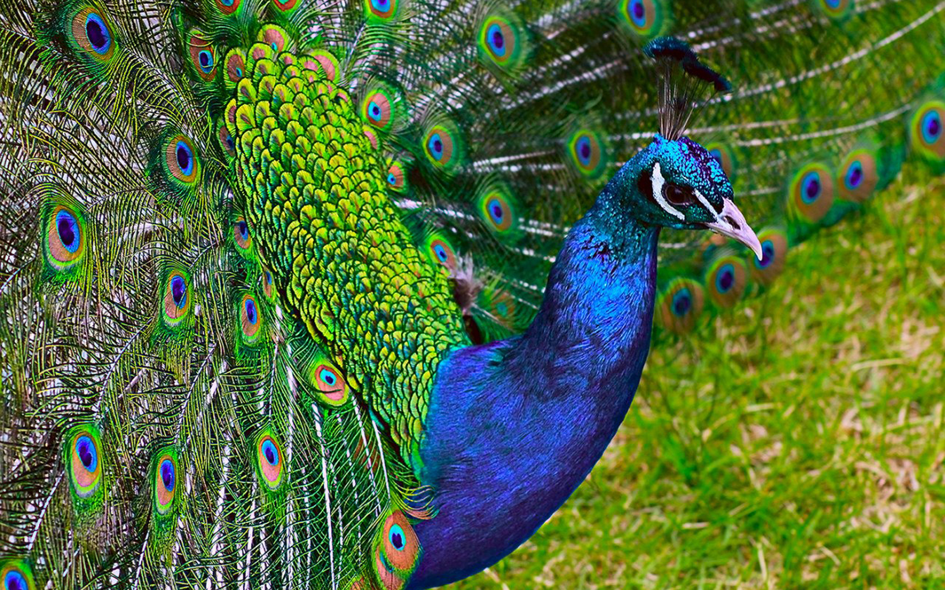 Peacock Wallpapers HD | PixelsTalk.Net