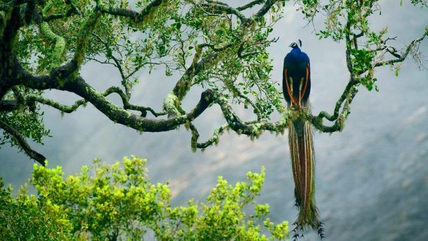 Peacock bird on the tree wallpaper.