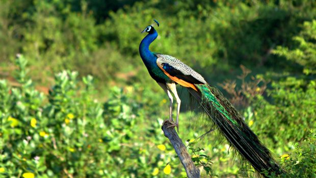 Peacock wallpaper 1920x1080.