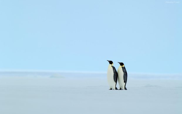 Penguin Background.