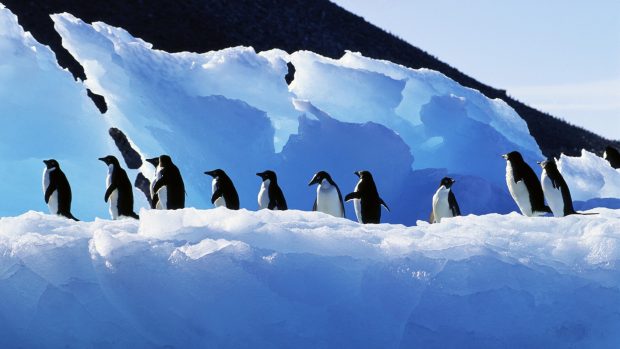 Penguin Background HD.