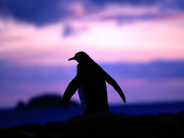 Penguin Backgrounds HD.