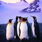 Penguin HD Background.