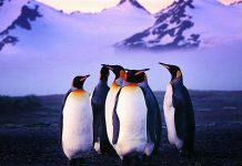 Penguin HD Background.