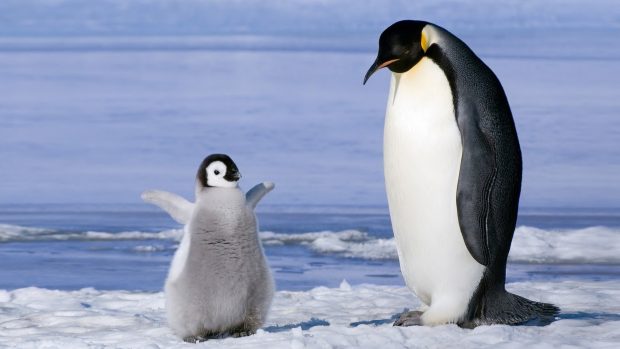 Penguin HD Backgrounds.