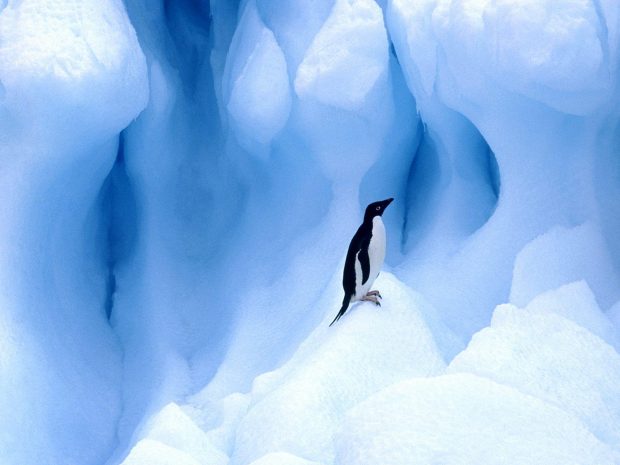 Penguin HD Image.