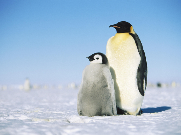 Penguin HD Photo.