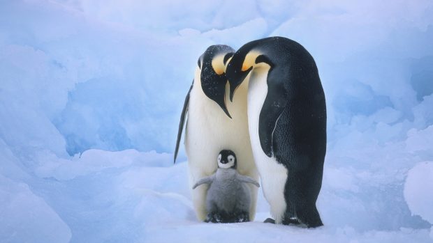 Penguin HD Wallpaper