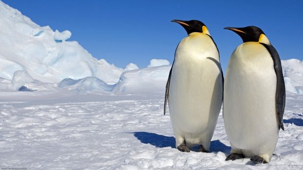 Penguin HD Wallpapers