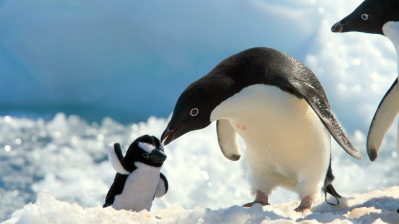 Penguin Backgrounds - PixelsTalk