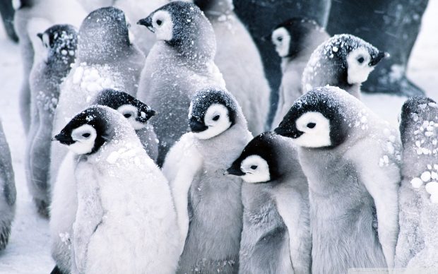 Penguin Image HD.