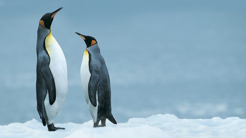 Penguin Backgrounds - PixelsTalk