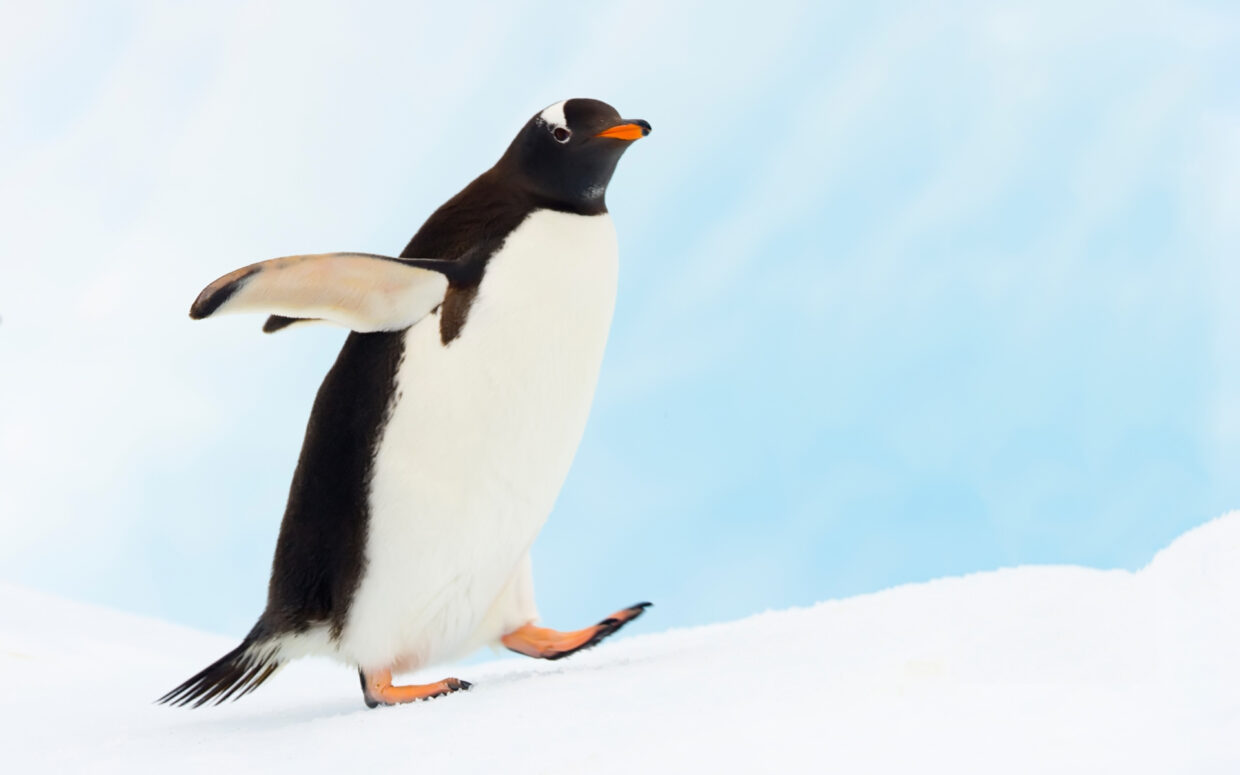Penguin Backgrounds - PixelsTalk