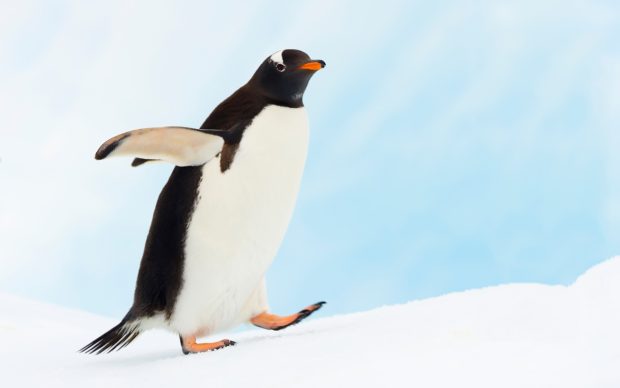 Penguin Photo Free