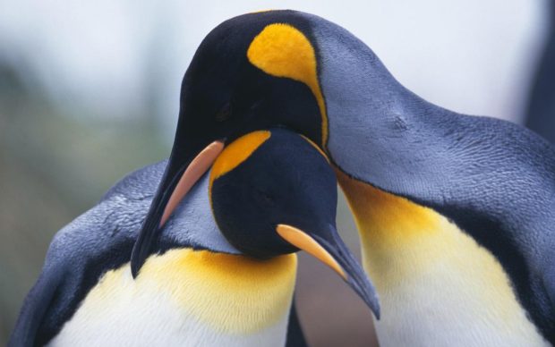 Penguin Photos.