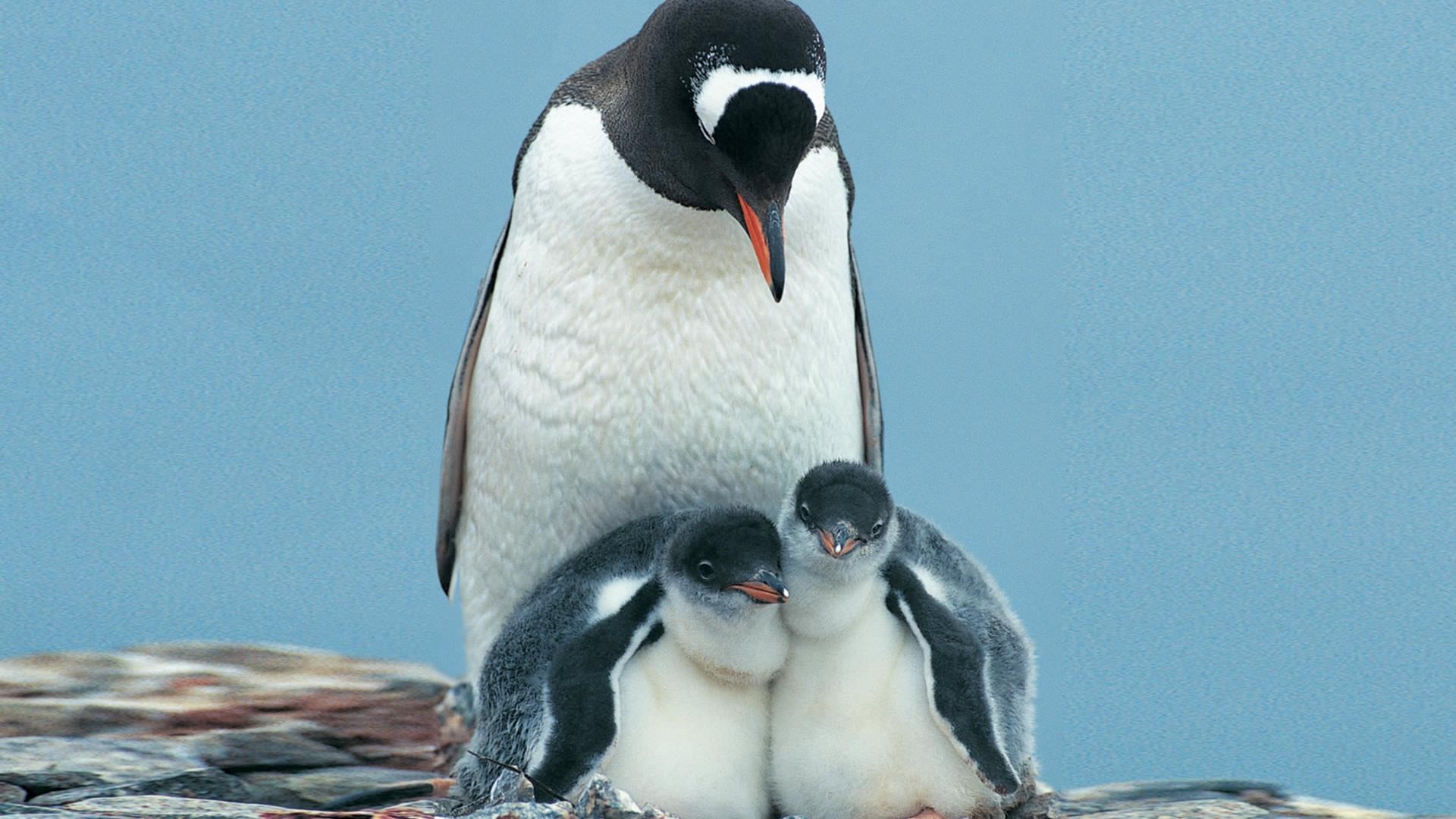 Пингвины моей мамы без. Пингвин. Пингвины обои. Детеныш пингвина. Пингвин картинка.