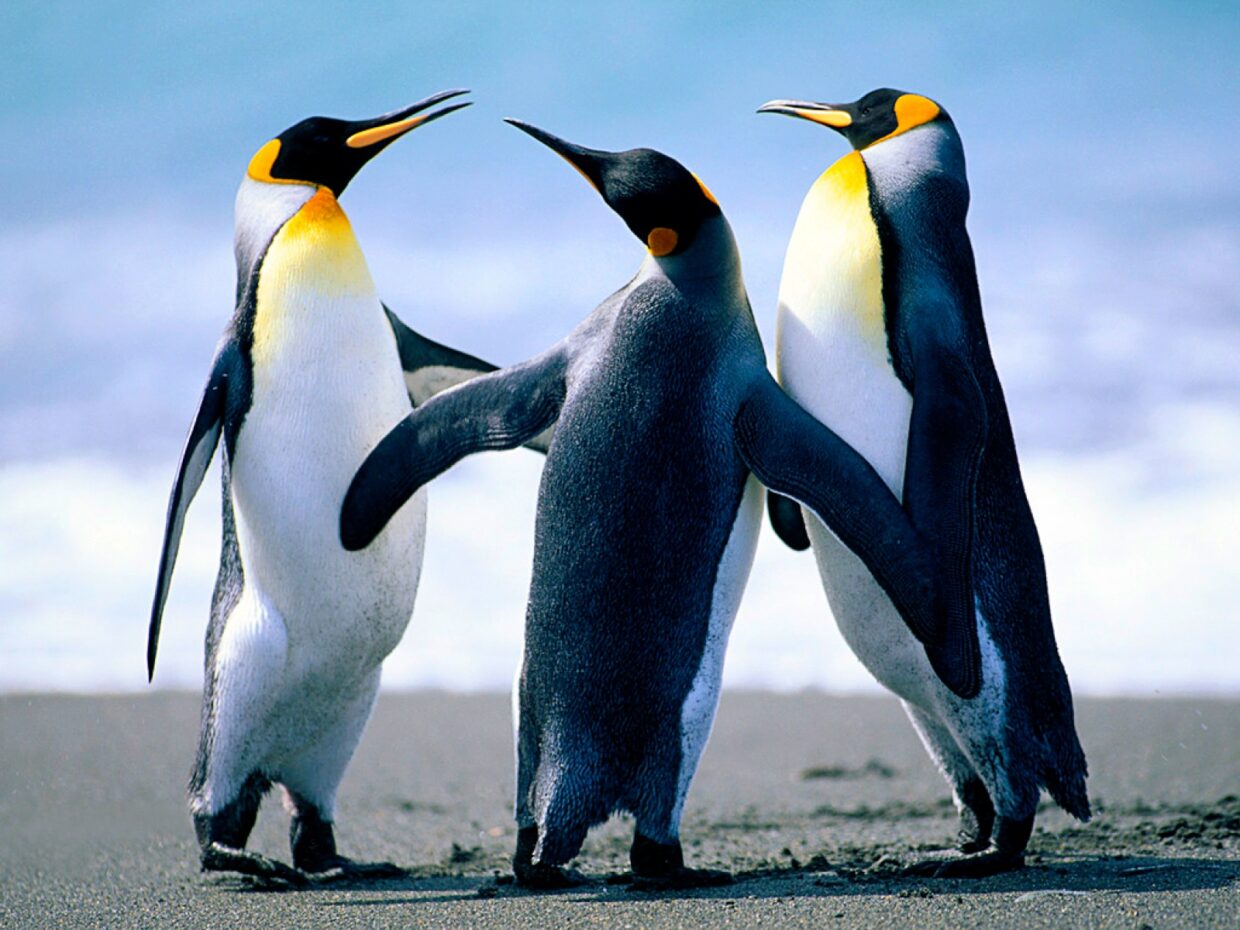 Penguin Backgrounds HD - PixelsTalk
