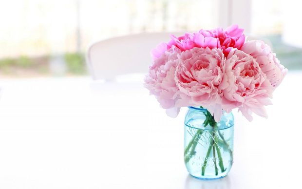 Peony Background HD.