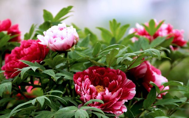 Peony Backgrounds HD.