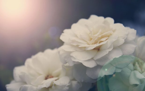 Peony Desktop Background.