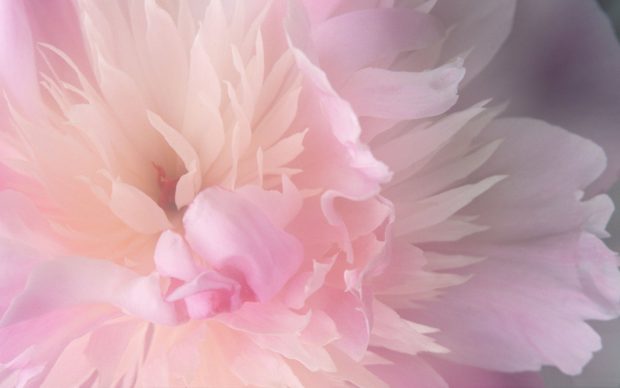 Peony HD Images.