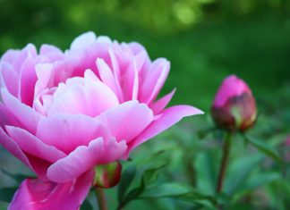 Peony HD Photos.